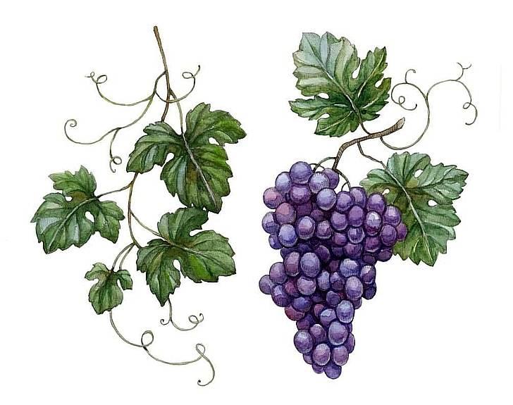 Виноградная лоза «бога грома»