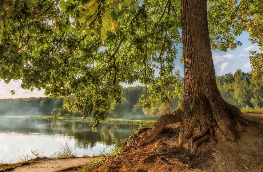 Ботаническое описание липы