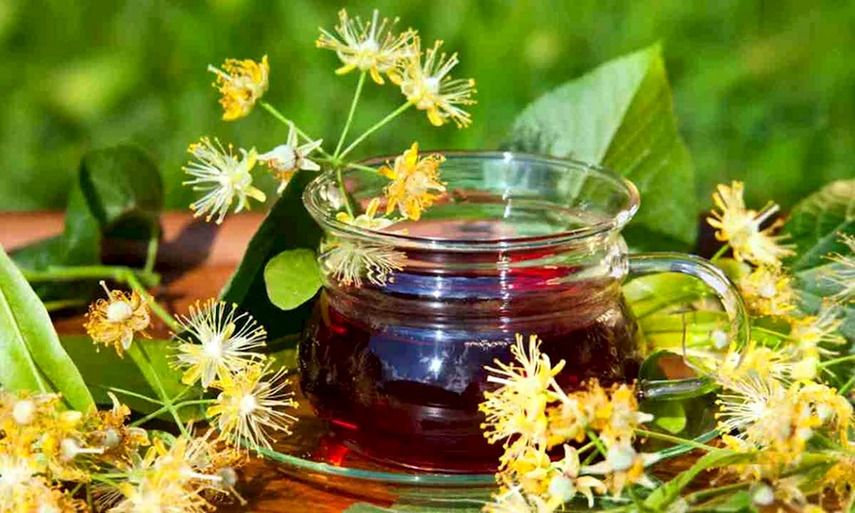 Применение цветков липы в медицине