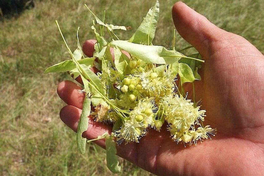 Сбор и заготовка цветков липы