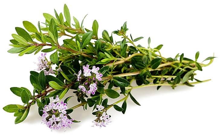 Тимьян (50% дневной нормы)