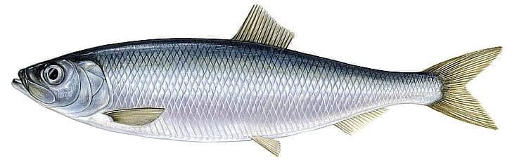 Сельдь и сардины