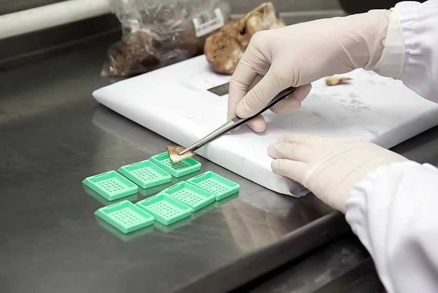 Этапы проведения гистологического исследования