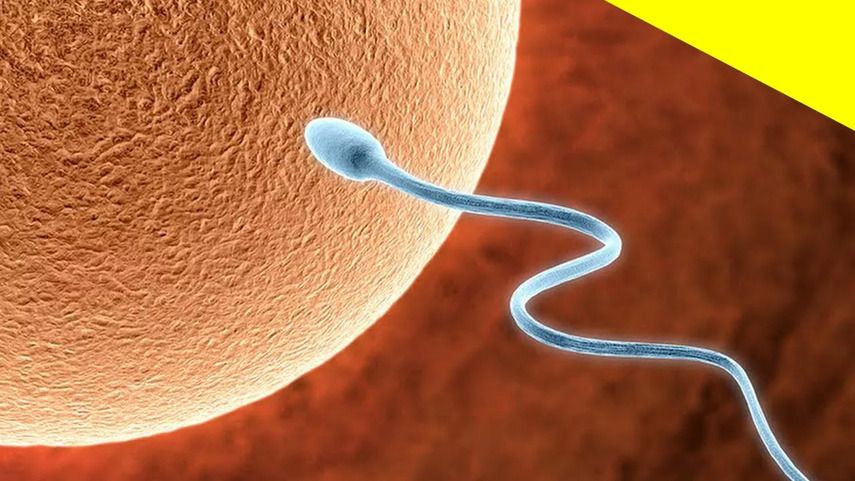 Всё о внутриматочной инсеминации: полный гид по процедуре