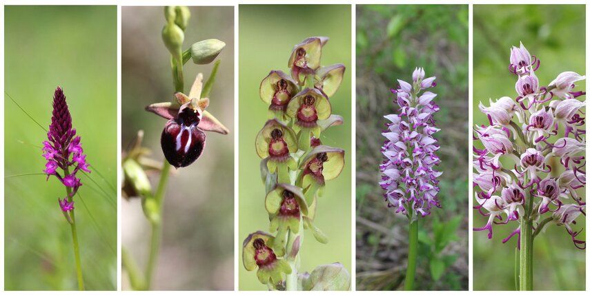 Ятрышник мужской в современной медицине
