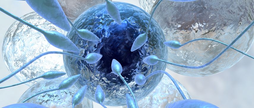 Плюсы заморозки яйцеклетки